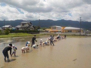 0628田植え (4)