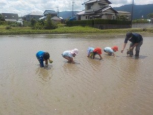 0628田植え (1)