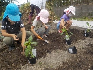 0421野菜の苗植え2