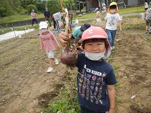 0523赤玉ねぎ収穫 (1)