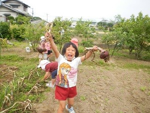 0523赤玉ねぎ収穫 (3)