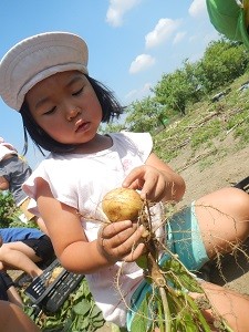0602ジャガイモ収穫 (1)